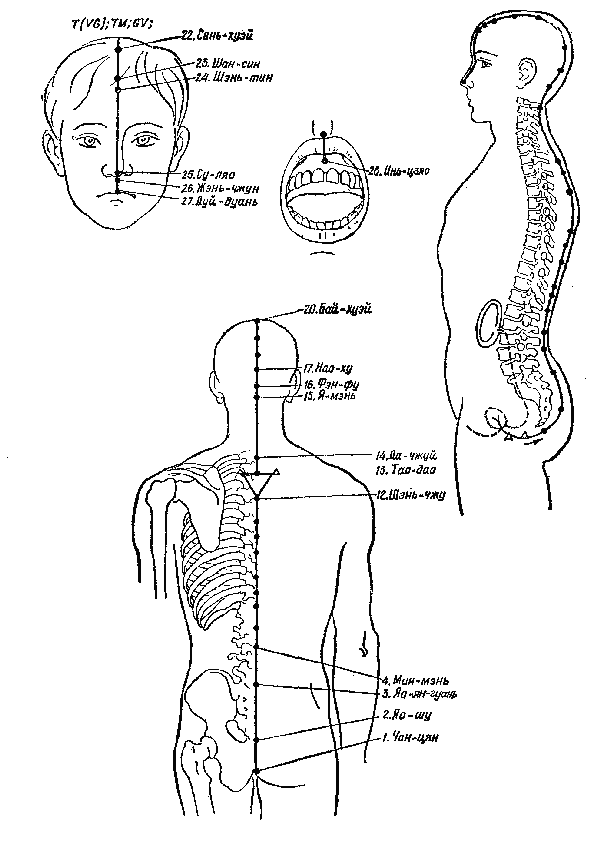 zadniy_sredinnyy_meridian