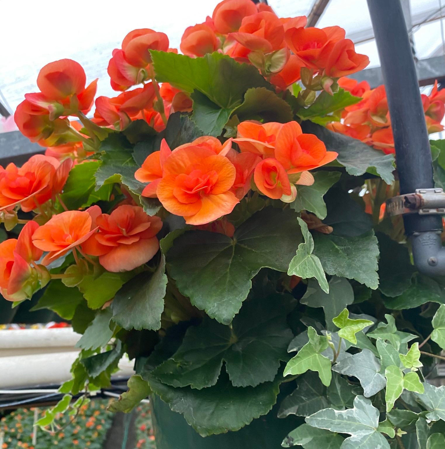 10" Begonia Combo - Orange