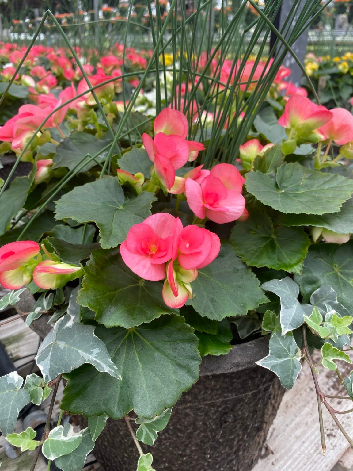 12" Begonia Combo Planter - Pink