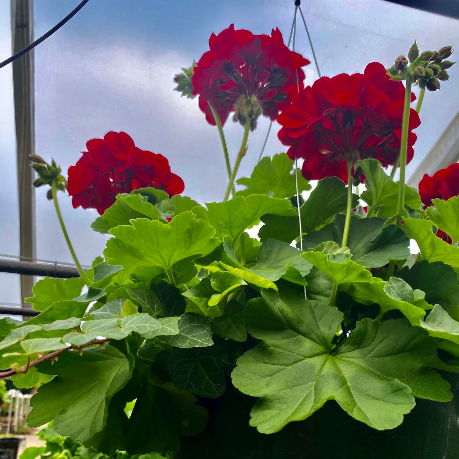 10" Geranium / Ivy - Red