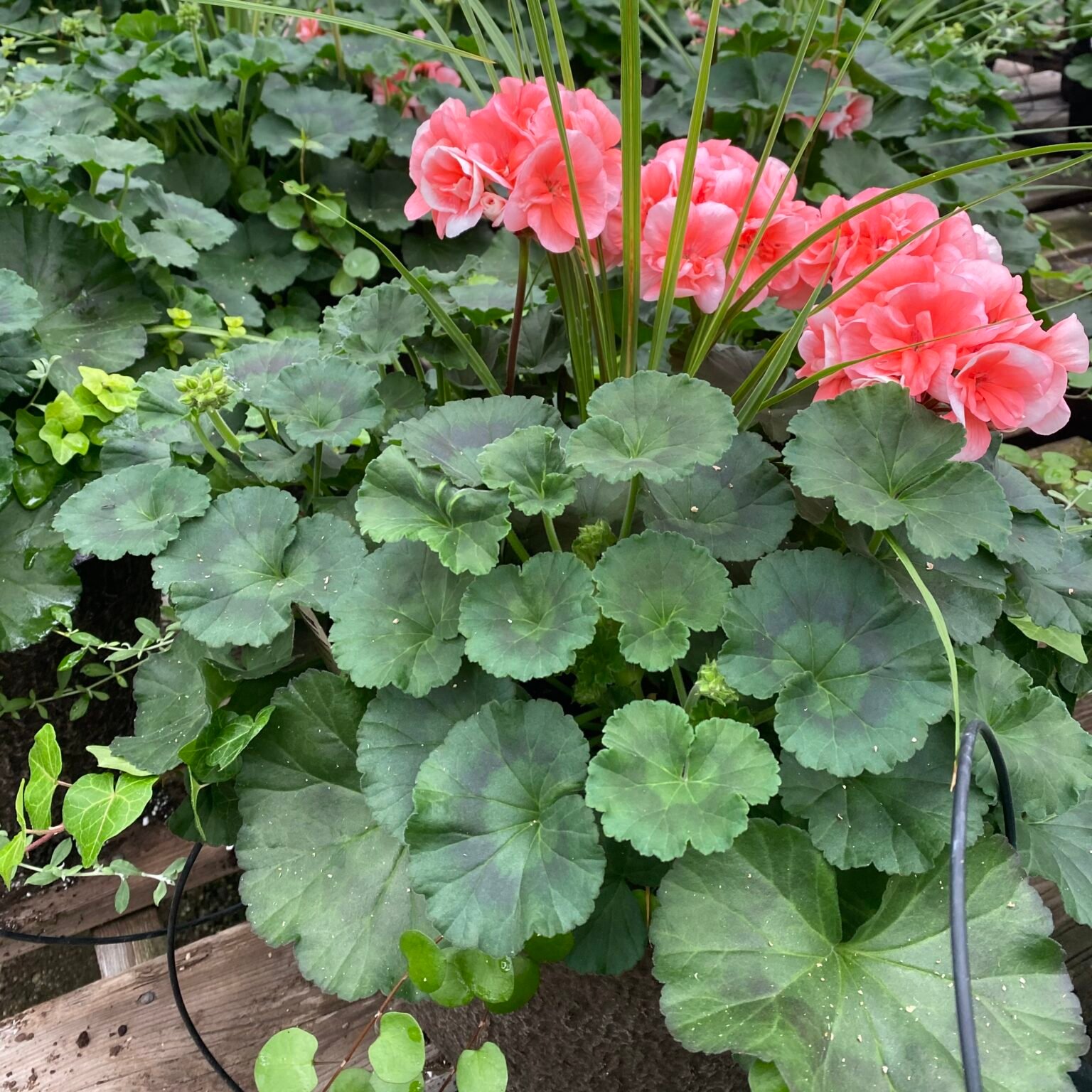 12" Geranium Combo Planter - Salmon