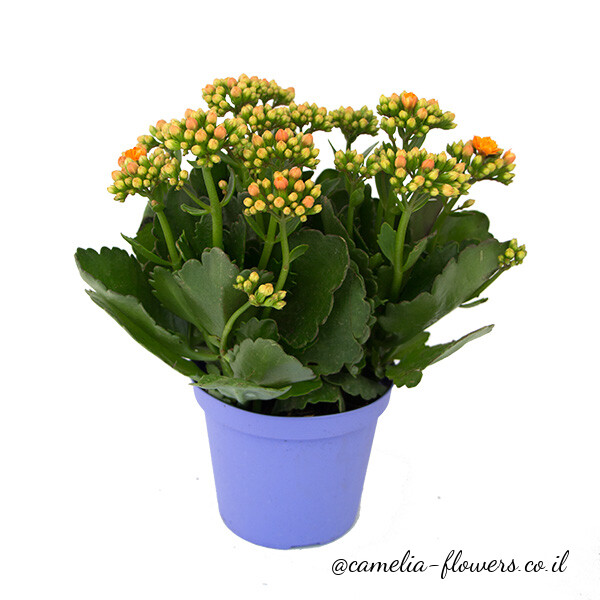 A small potted plant with orange flowers in it that can be delivered.
