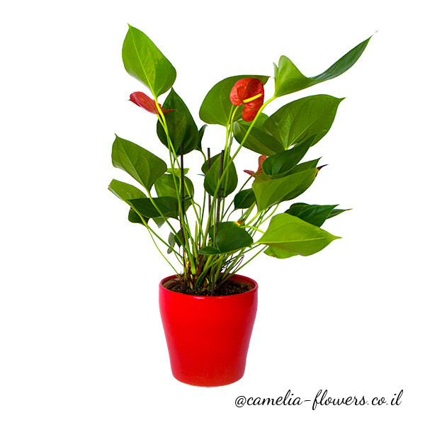 A red potted plant available for delivery from a flower shop.