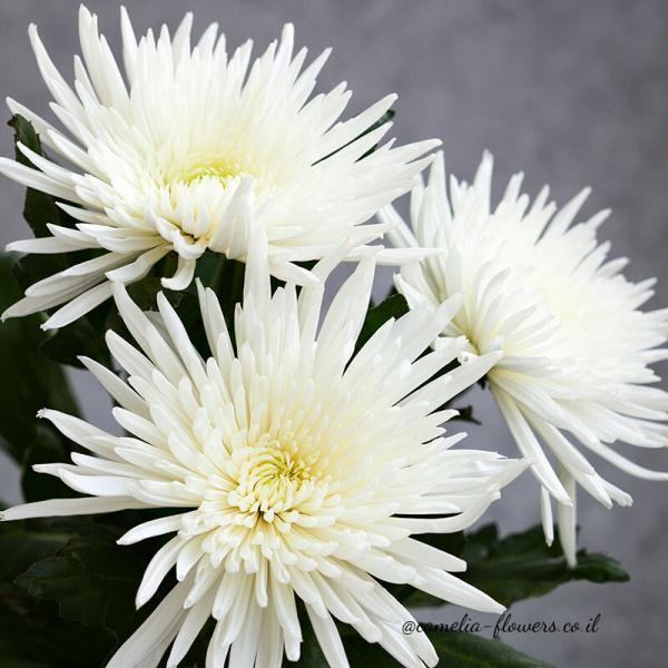 букет белых цветов в вазе.