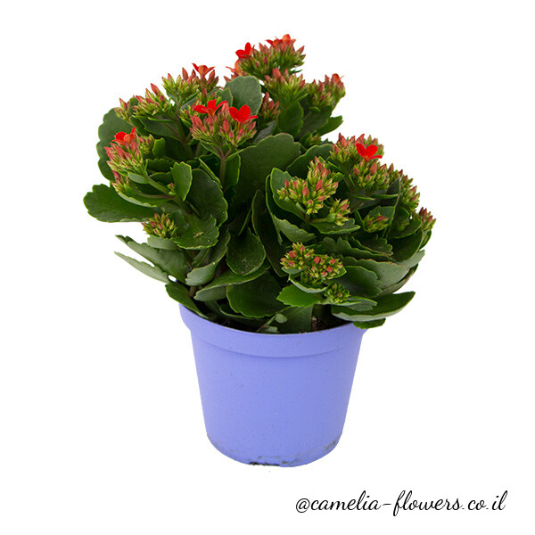 A blue pot plant.