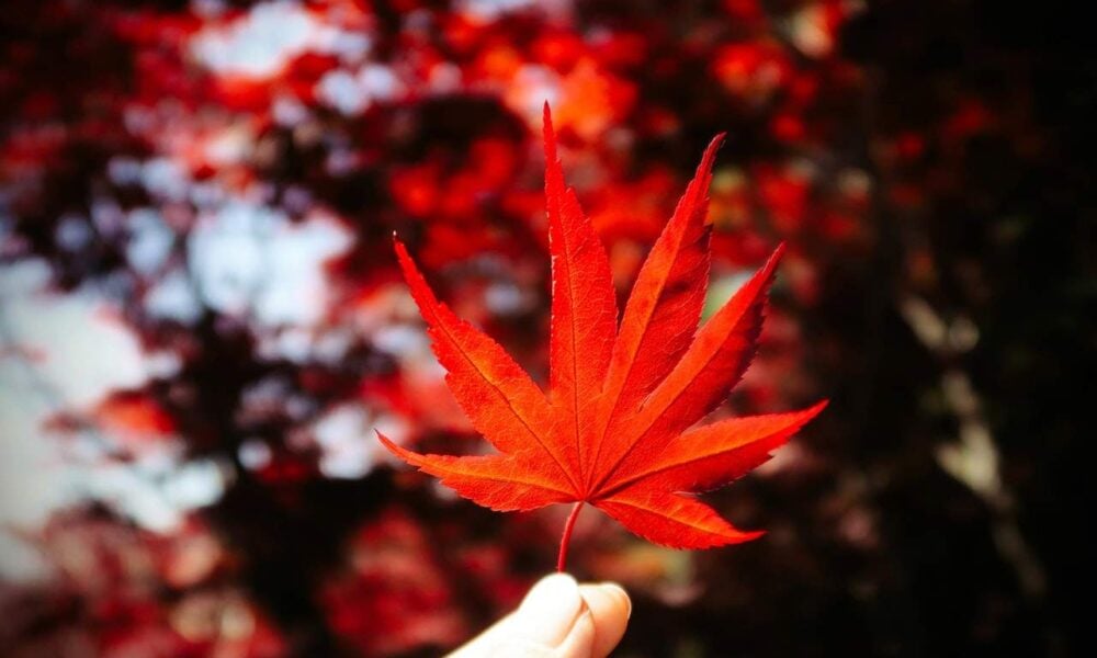 Ontario Immigrant Nominee Program