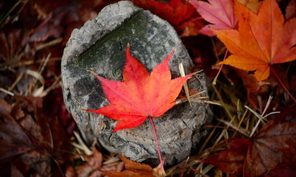 After Applying for Family Sponsorship in Canada Next Steps and What to Expect