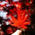 Ontario Immigrant Nominee Program