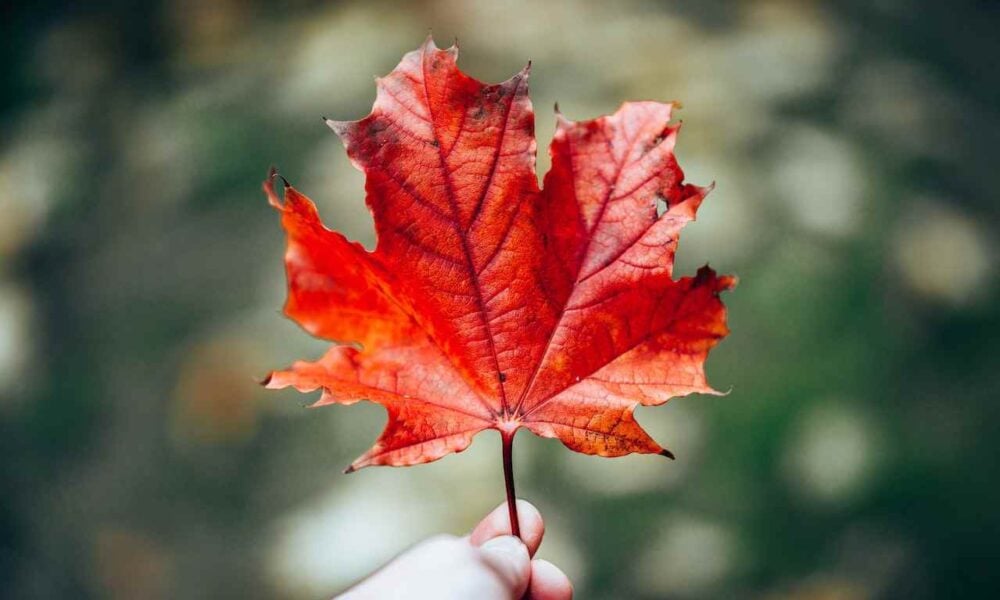 Alberta to Introduce Canadian Citizenship Marker