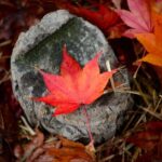 After Applying for Family Sponsorship in Canada Next Steps and What to Expect