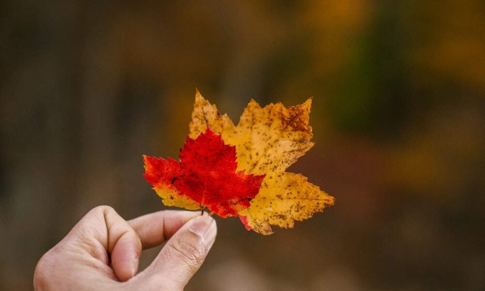 RNIP Immigration Pilots Programs