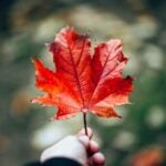 Alberta to Introduce Canadian Citizenship Marker