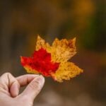 RNIP Immigration Pilots Programs