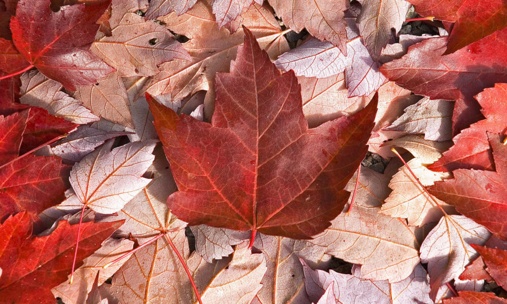 Manitoba