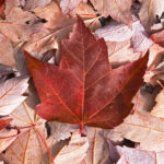 Manitoba