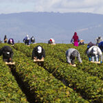canada temporary foreign workers
