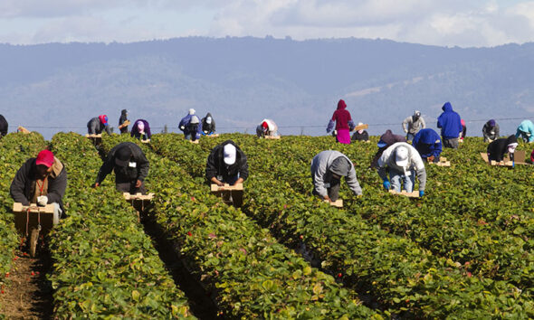 canada temporary foreign workers