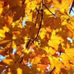 PNP Immigration Program