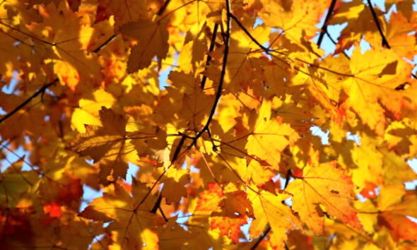 PNP Immigration Program