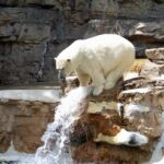 Manitoba Provincial Nominee