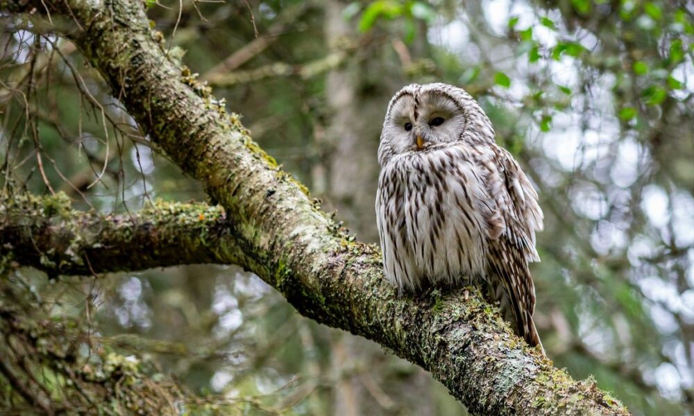 British Columbia Express Entry Draw