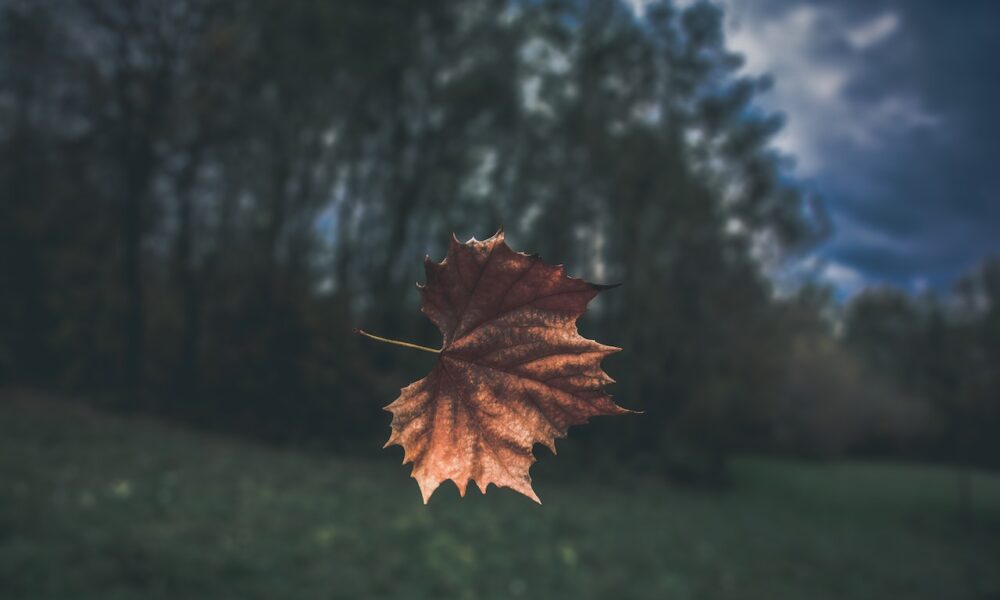 Canada Immigration System