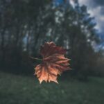 Canada Immigration System