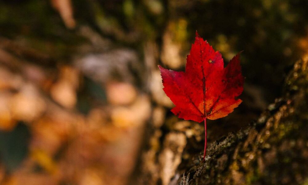 twelfth Express Entry draw