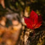 twelfth Express Entry draw