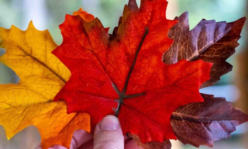 British Columbia's Latest Skills Immigration Draw