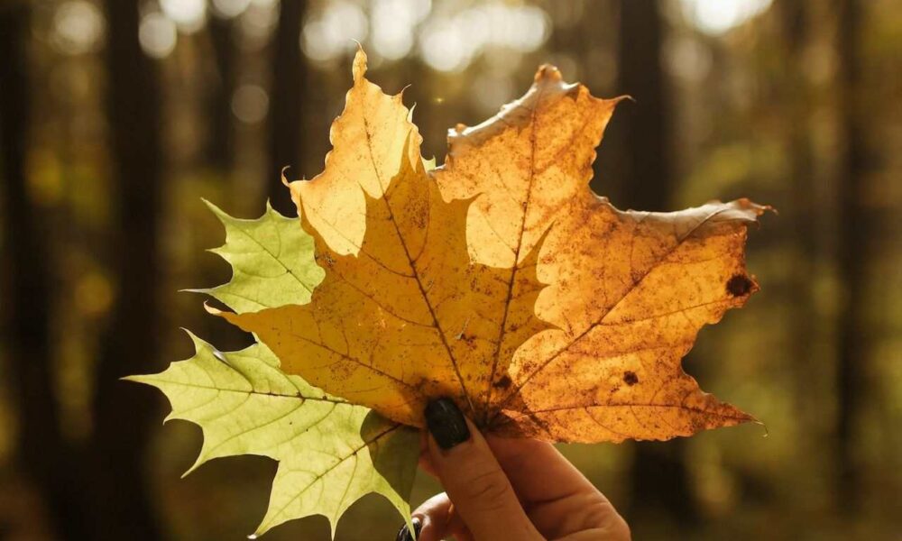 Atlantic Immigration