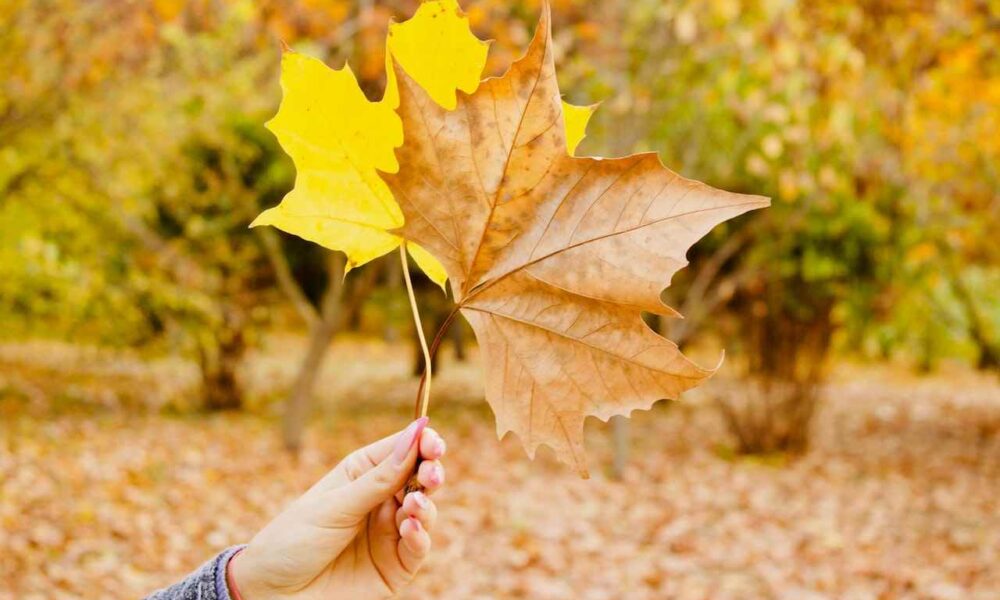 Latest Manitoba PNP Draw