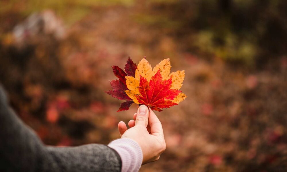 Latest French-Speaking Skilled Worker Draw