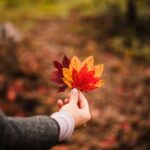 Latest French-Speaking Skilled Worker Draw