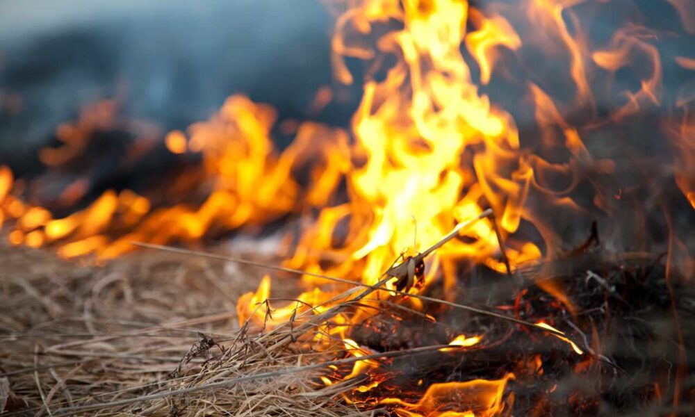 Alberta Introduces Temporary Immigration Measures for Wildfire-Affected Applicants