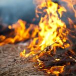 Alberta Introduces Temporary Immigration Measures for Wildfire-Affected Applicants