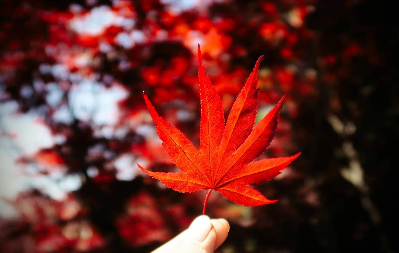 Ontario Immigrant Nominee Program