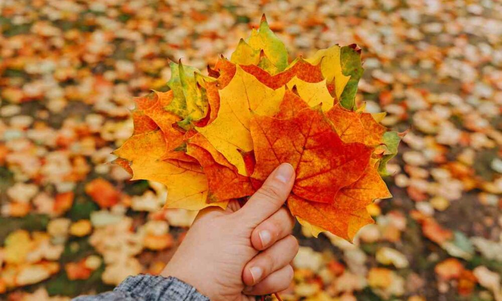 Two IEC Participations in Canada