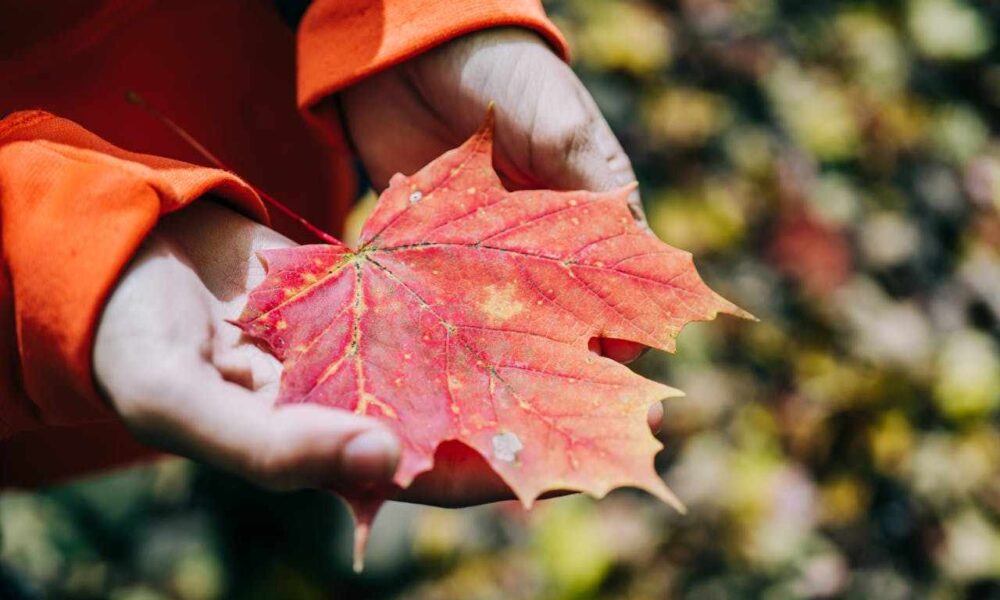 IRCC Special Processing Measures