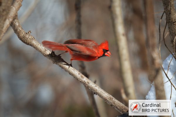 A cardinal with bright red feathers and a black face is perched on a bare branch. The background is blurred, showing branches and snow.