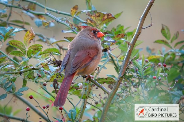 A female cardinal with red accents sits on a branch surrounded by green and yellow leaves and small red berries.