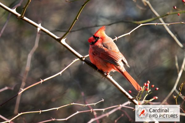 A red cardinal perched on a branch with sparse leaves and small red berries.