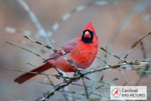 A bright red cardinal perched on a branch with thorns, gazing forward.