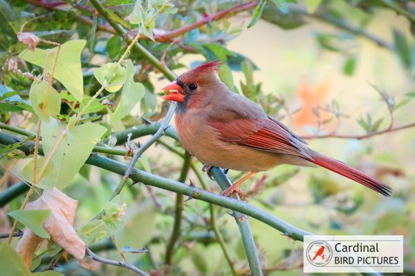 A female cardinal perches on a branch amidst green leaves, displaying red-brown plumage with a crest and bright orange beak.