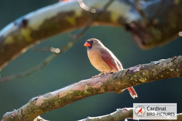 A cardinal perches on a branch in sunlight.