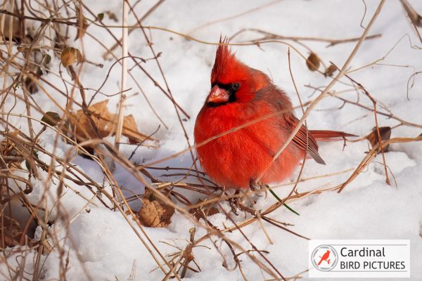 A vibrant red cardinal sits on snow, surrounded by dried grass and twigs.