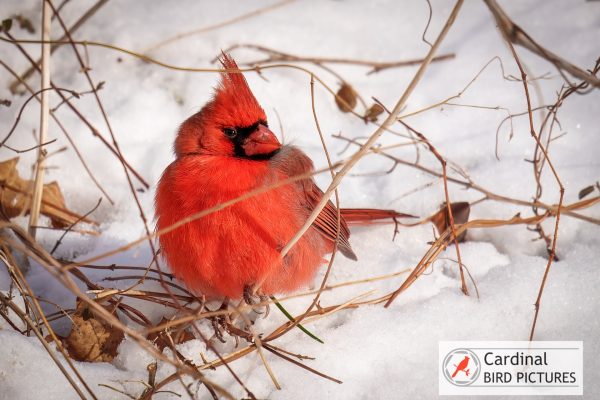 A bright red cardinal sits on a snowy ground surrounded by twigs.