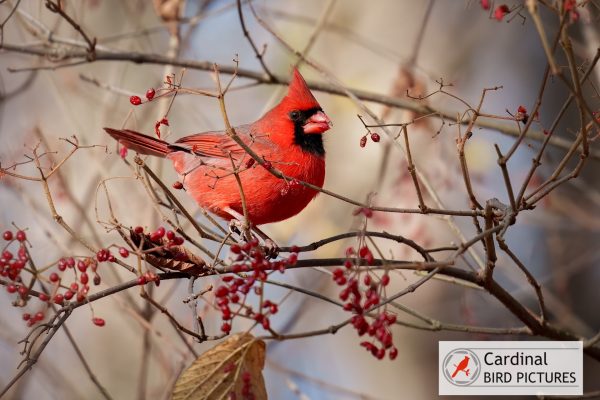 A vibrant red cardinal perches on a branch surrounded by small red berries against a blurred background.