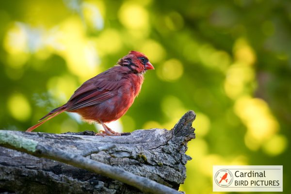 A red cardinal perched on a tree branch against a blurred green background, with a "Cardinal Bird Pictures" logo in the corner.