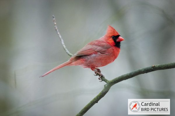 A bright red cardinal perches on a thin branch in a blurred natural background.